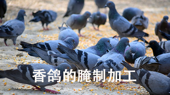 香鸽的腌制加工