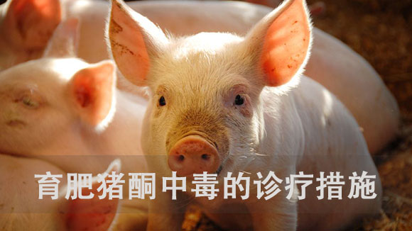 育肥猪酮中毒的诊疗措施