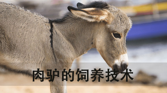 肉驴的饲养技术